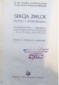 Sekcja zwłok płodu i noworodka