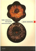Helen Chadwick ikonografia podmiotowości