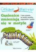Gąsienice zmieniają się w motyle