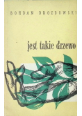 Jest takie drzewo