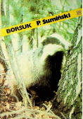 Borsuk
