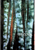 Brzoza północno wschodniej Polski