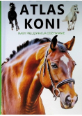 Atlas koni