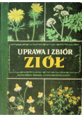 Uprawa i zbiór ziół