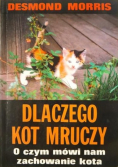 Dlaczego kot mruczy O czym mówi nam zachowanie kota