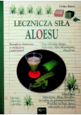 Lecznicza siła aloesu