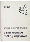 Dziko rosnące rośliny użytkowe