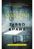 Żebro Adama