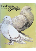 Hodowla gołębi