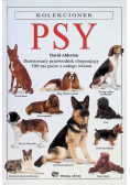Psy