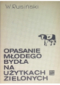Opasanie młodego bydła na uzytkach zielonych