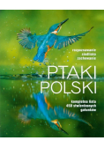 Ptaki Polski kompletna lista 450 stwierdzonych gatunków