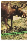 Łoś