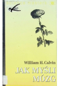 Jak myśli mózg