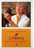 Corvus Życie wśród ptaków