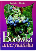 Borówka amerykańska