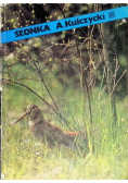 Słonka