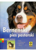 Berneński pies pasterski