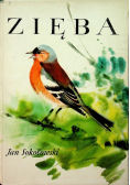 Zięba