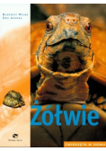 Żółwie zwierzęta w domu