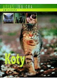 Atlas juniora Koty