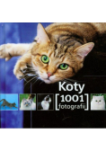 Koty 1001 fotografii