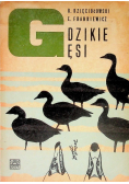 Dzikie gęsi