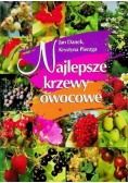 Najlepsze krzewy owocowe
