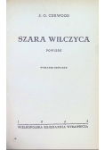 Szara Wilczyca 1949 r.
