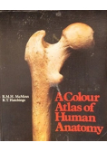 Color Atlas of Human Anatomy