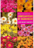 Chryzantemy w ogrodzie
