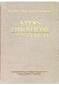 Atlas owadów leśnych