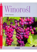 Winorośl