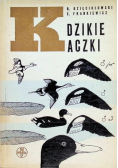 Dzikie kaczki