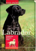 Labrador Rasy psów