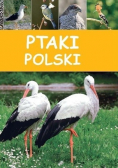 Ptaki Polski