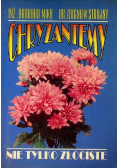 Chryzantemy nie tylko złociste