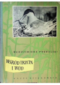 Wśród trzcin i wód
