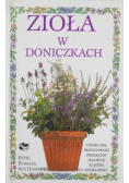 Zioła w doniczkach