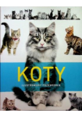 Koty Ilustrowany przewodnik