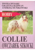 Collie owczarek szkocki