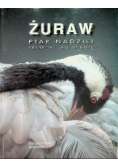Żuraw  ptak nadziei Crane the bird of hope