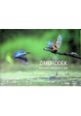 Zimorodek klejnot Wielkopolski
