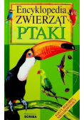 Encyklopedia zwierząt ptaki