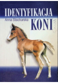 Identyfikacja koni