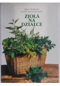 Zioła na działce