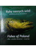 Ryby naszych wód
