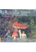 Bór i gaik w barwach