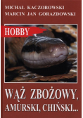 Wąż zbożowy amurski chiński