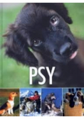 Psy